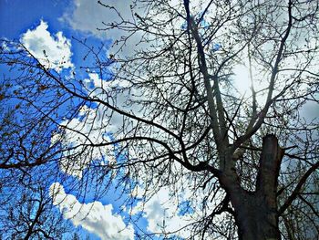 Low angle view of bare tree against blue sky