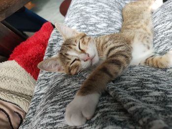 Close-up of cat sleeping on bed