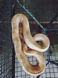 Low section of person on horse