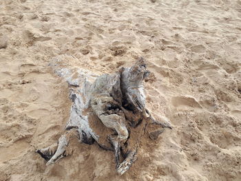 High angle view of driftwood on beach