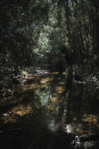 Scenic view of waterfall in forest