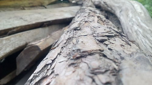 Close-up of tree trunk