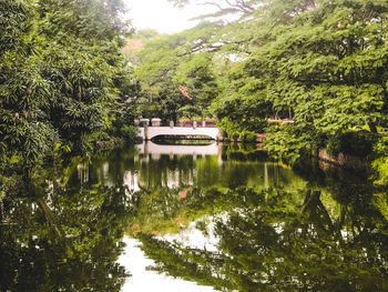 Scenic view of lake in forest