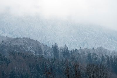 Scenic view of trees in forest during winter