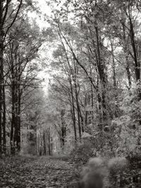Bare trees in forest