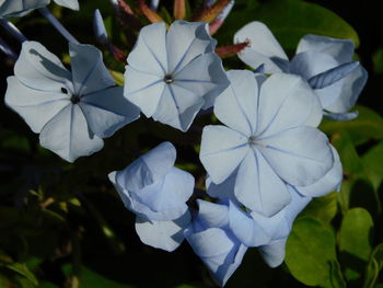 Close-up of white flowering plant