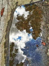 Reflection of trees in water