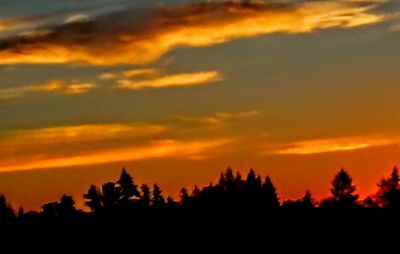 Silhouette of trees at sunset