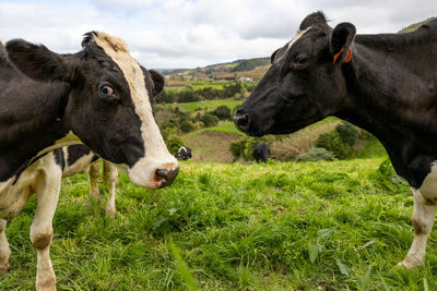 Cute cows at the azores islands, on pasture, view to the ocean.