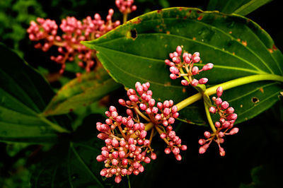 Bunches of pink flower buds