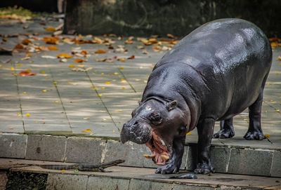 Close-up of horse eating