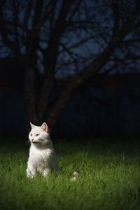 Cat sitting on a field