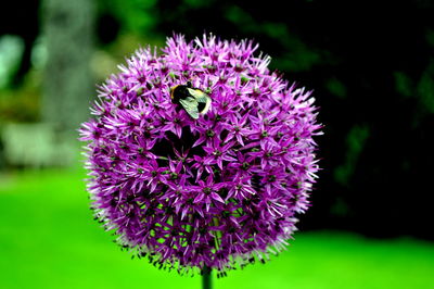 Close-up of thistle blooming outdoors