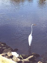 White swan on rock by lake