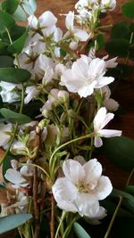 Close-up of white flowers blooming outdoors