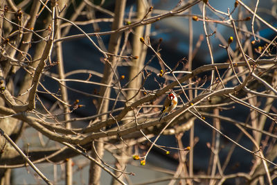 Close-up of bird on branch