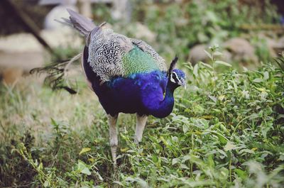 Close-up of a peacock on field