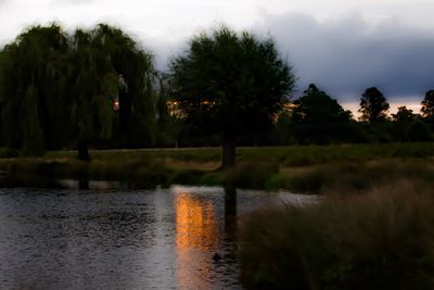 Reflection of trees in calm lake