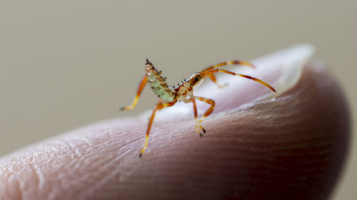 Macro shot of insect on finger