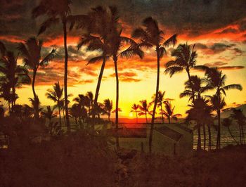 Silhouette trees on beach against sky during sunset