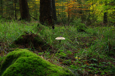 Mushroom growing on field