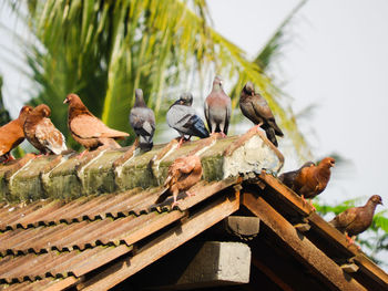 Low angle view of birds perching on roof