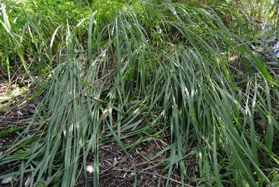 Full frame shot of bamboo on field