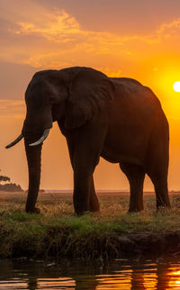 Elephant standing in lake against sky during sunset