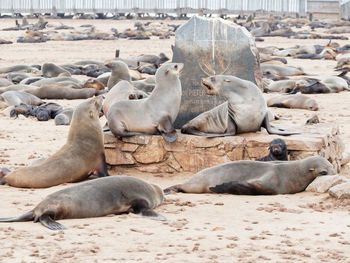 Flock of sheep resting on sand