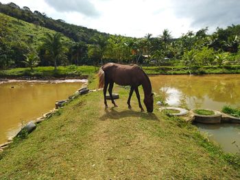 Horse in a lake