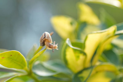 Wild snail on plant leaf,macro antenna view,natural spring ecosystem,macro animal creature