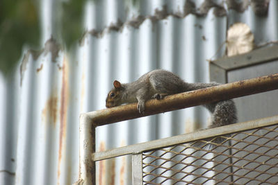 Close-up of monkey on metal railing