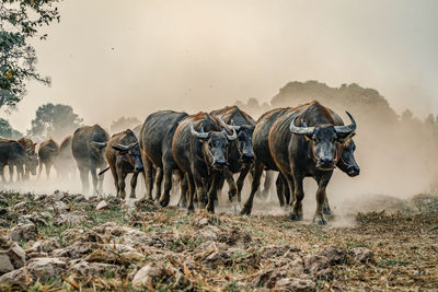 Buffaloes walking on dirt road