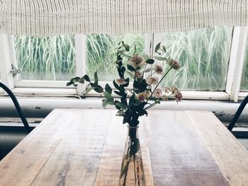 Plant growing on wooden wall