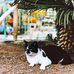 Portrait of cat sitting outdoors