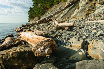 Driftwood on rock by sea against sky