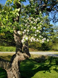 Trees in park