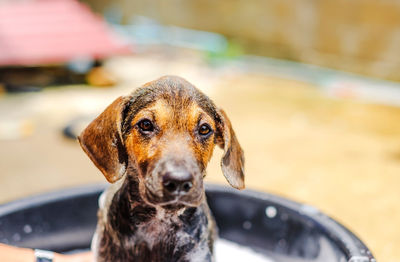 Close-up portrait of dog