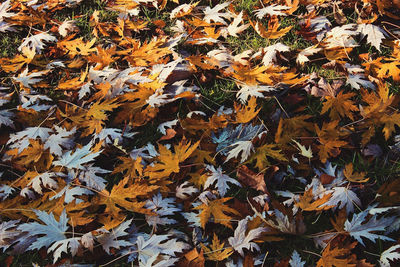 Full frame shot of maple leaves