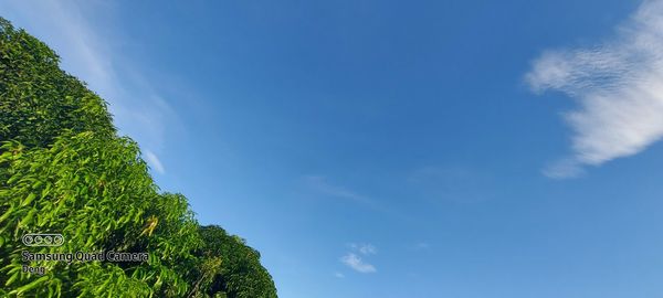 Low angle view of trees against blue sky