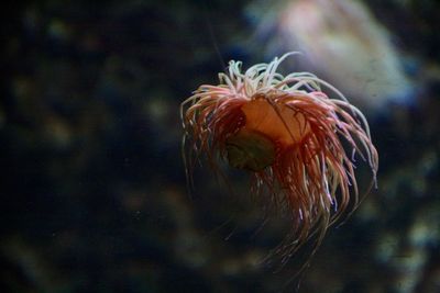 Close-up of jellyfish swimming in sea