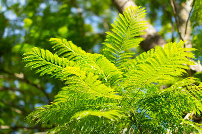 Close-up of leaves on tree