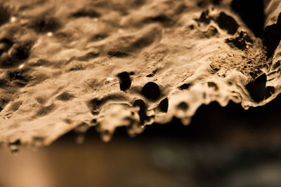 Close-up of snow on land