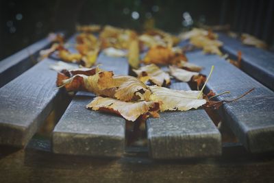 Close-up of crab on barbecue grill