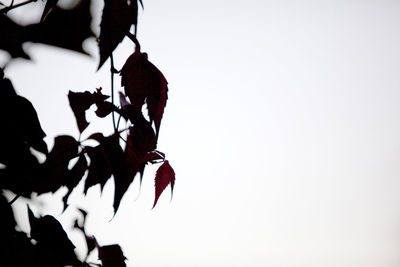 Close-up of snow covered plant against clear sky
