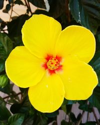 Macro shot of yellow flower