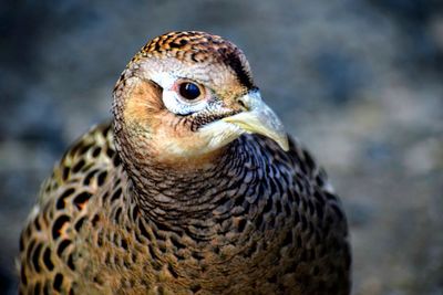 Close-up portrait of a bird