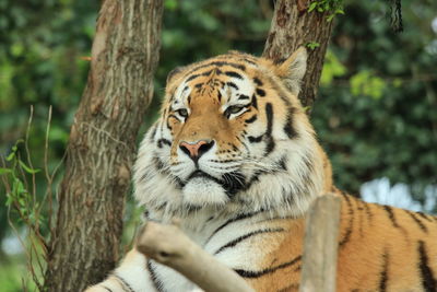 View of tiger against trees