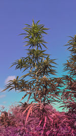 Low angle view of coconut palm tree against clear blue sky