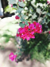 Close-up of flowers blooming outdoors